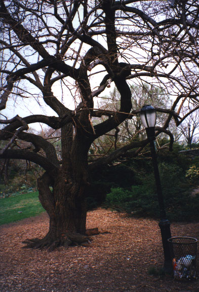 http://www.kith.org/logos/pix/photos/trees/tree.cloisters.jpg