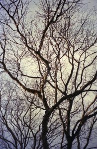 Trees at Swarthmore