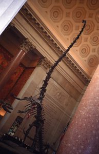 Dinosaur skeleton at Natural History Museum