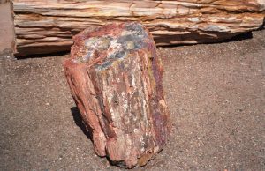 Petrified stump at Geronimo tourist trap